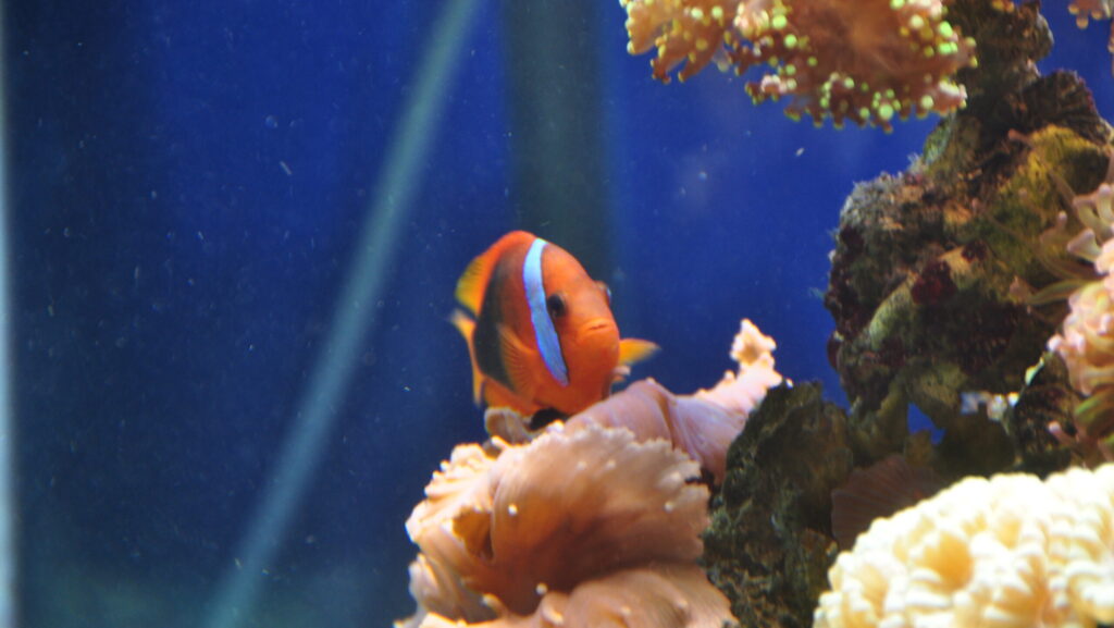 An orange clownfish with a distinctive white bar swimming above a soft coral in an aquarium.