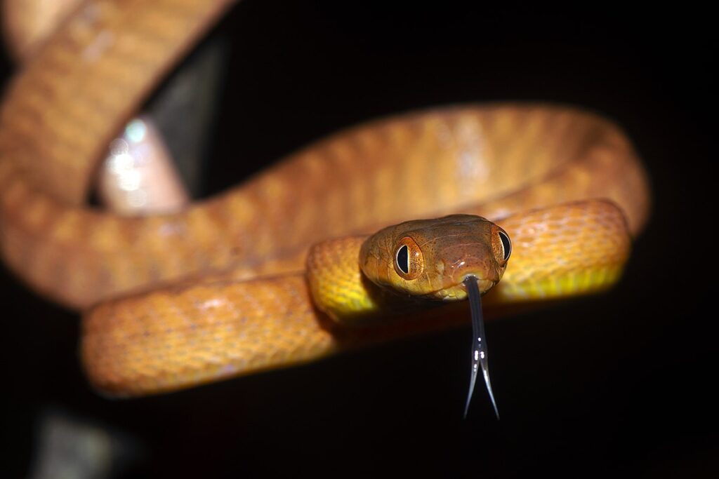 The Ecological Role of Reptiles as Predators