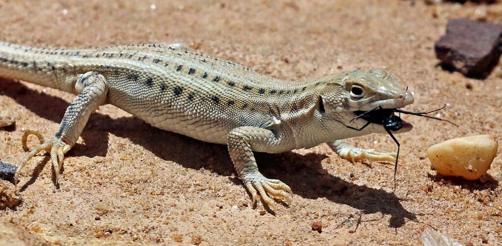 Understanding Lizard Dietary Categories