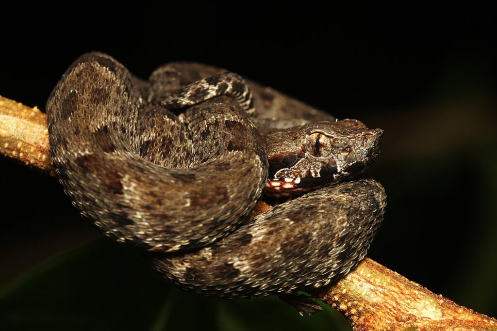Fer-de-Lance