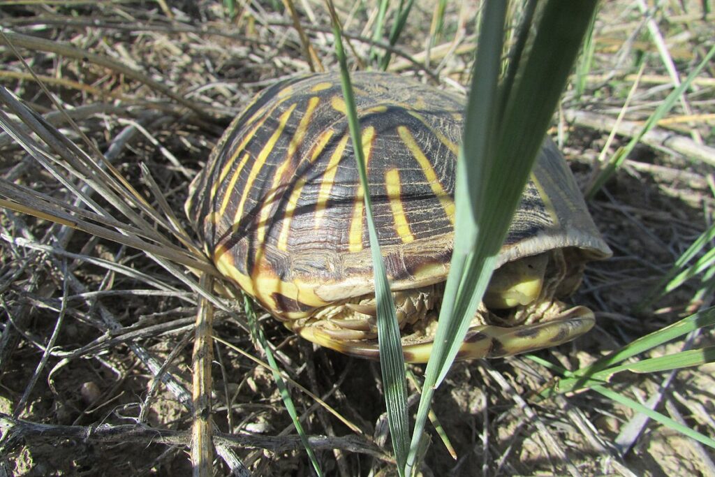 Physiological Adaptations to Terrestrial Life