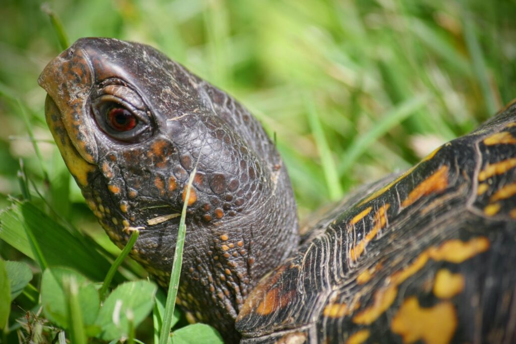 box turtle