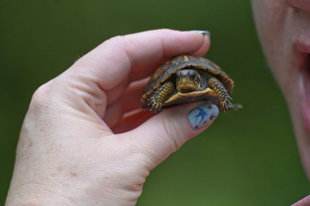 turtle