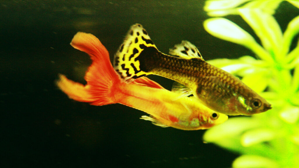 A colorful guppy with a patterned tail swimming near a light-colored guppy in a planted tank.