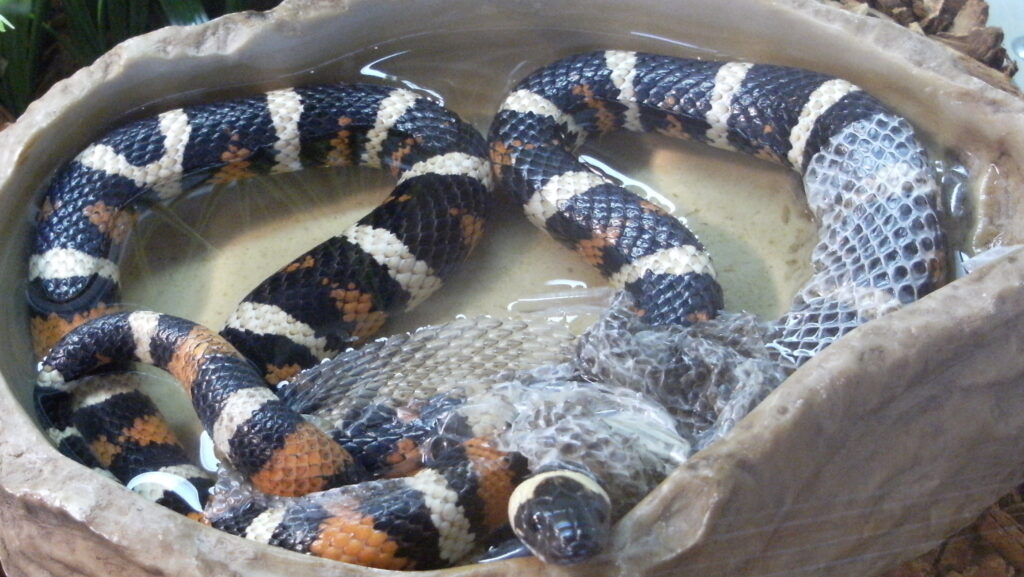 A black, white, and orange banded milk snake coiled in a water dish with its discarded, translucent skin.