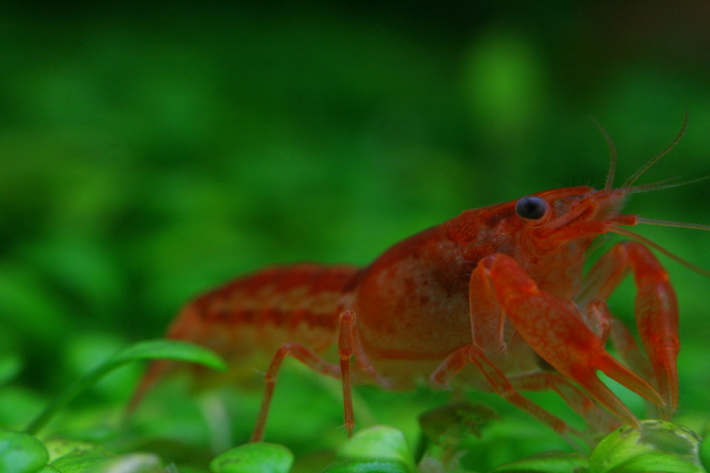 Mexican dwarf crayfish or Cambarellus patzcuarensis