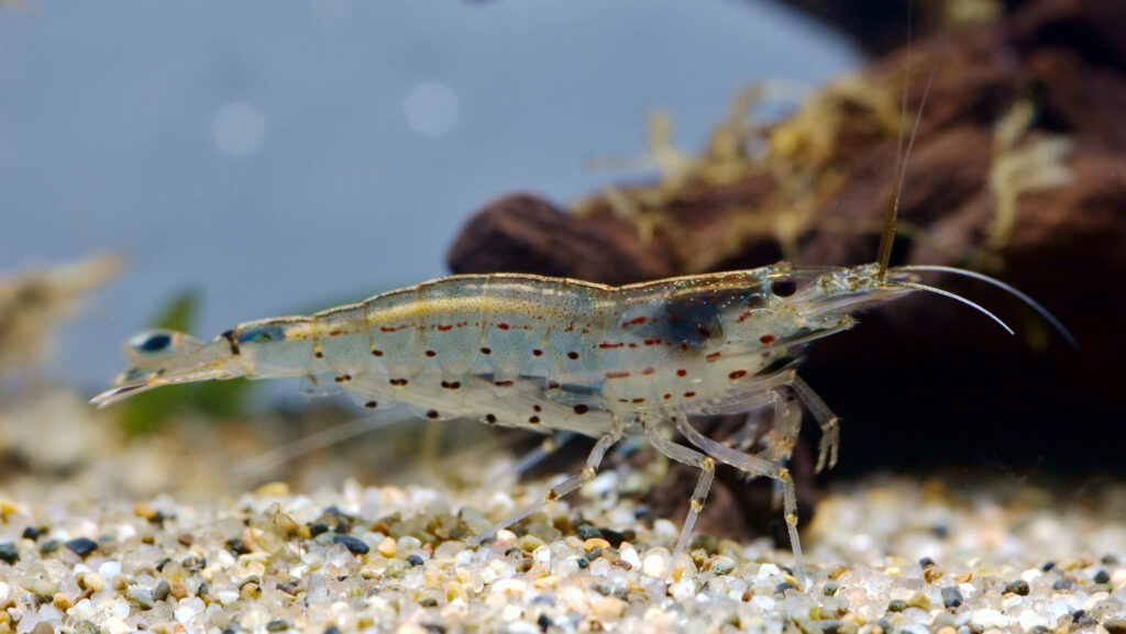A translucent shrimp with reddish-brown spots on a sandy substrate.
