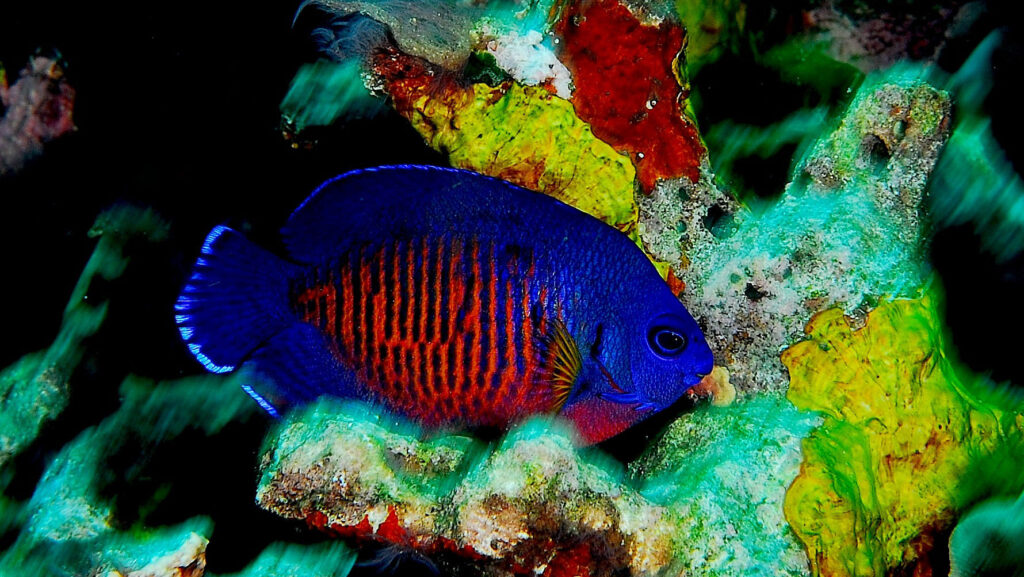 A strikingly colored Coral Beauty Angelfish with a deep blue body and vertical orange-red stripes swimming near colorful coral.