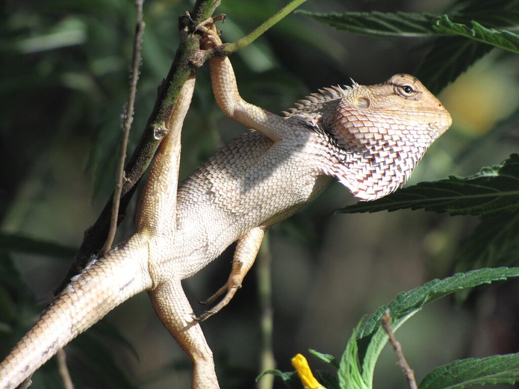 Addressing Species-Specific Escape Tactics