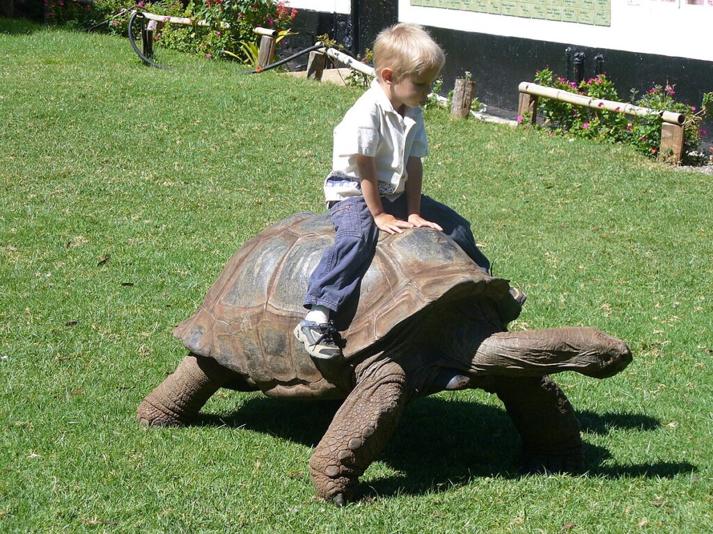 Recognition and Bonding: The Tortoise Perspective
