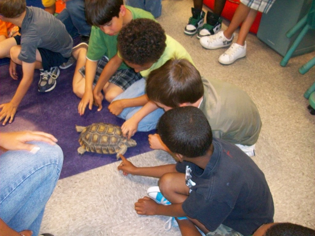 Comparing Tortoise Behaviors to Other Reptiles