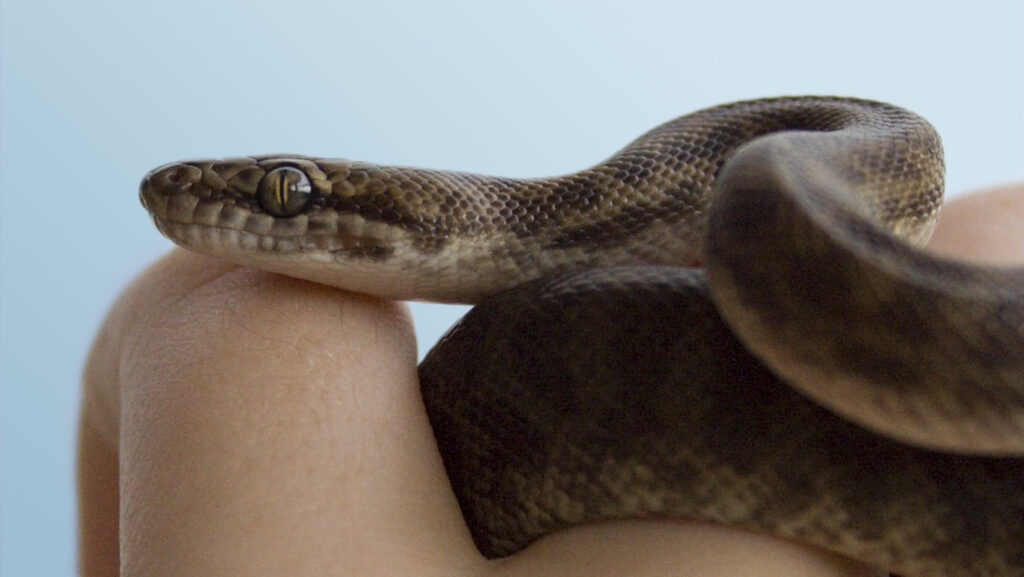 A close-up of a Children's Python with brown and tan markings, being gently held in a human hand against a light blue background.