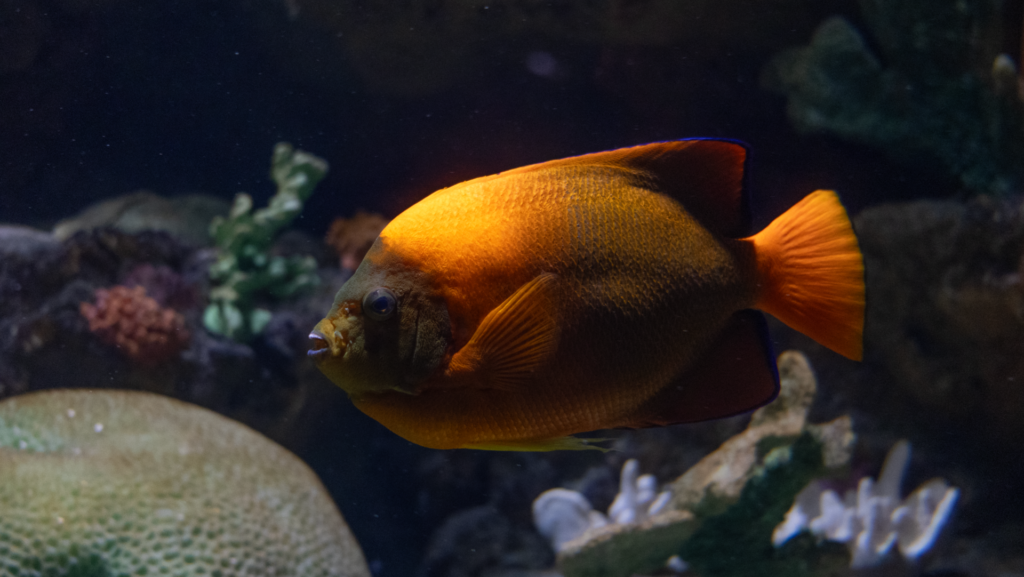 A Clarion angelfish in the Tropical Pacific Gallery exhibit at the Aquarium of the Pacific in Long Beach, California, United States.
