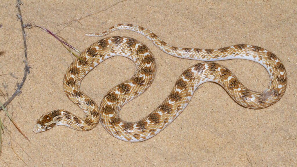 A close-up of a slender snake with a speckled pattern, in its natural desert habitat.