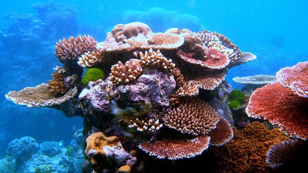 A vibrant coral reef teeming with diverse hard corals in shades of brown, red, and purple.