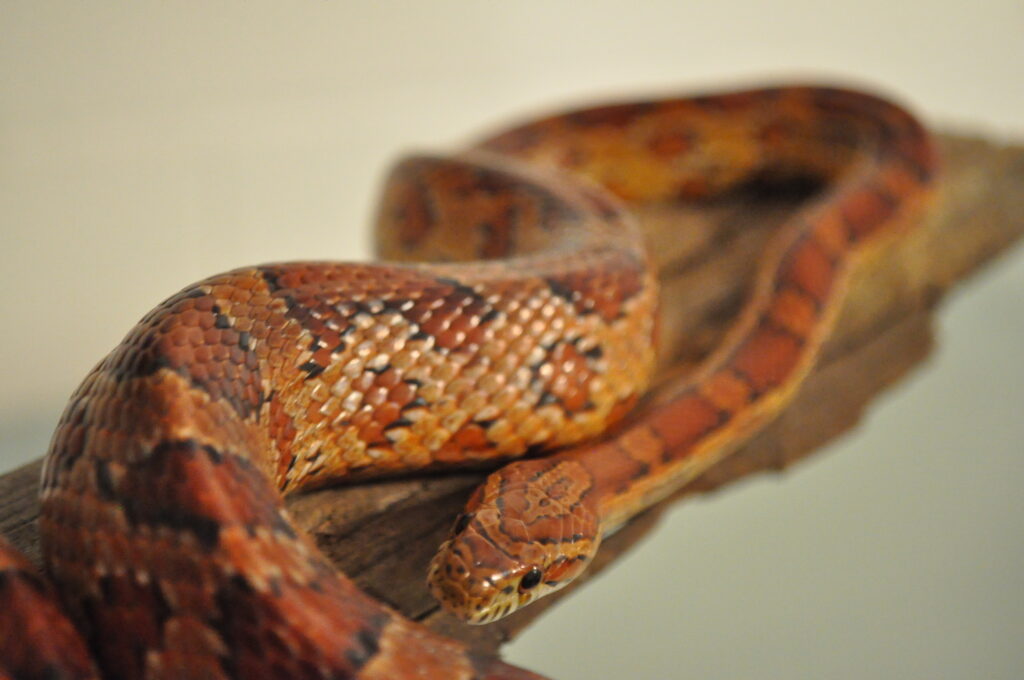 corn snake on a white background