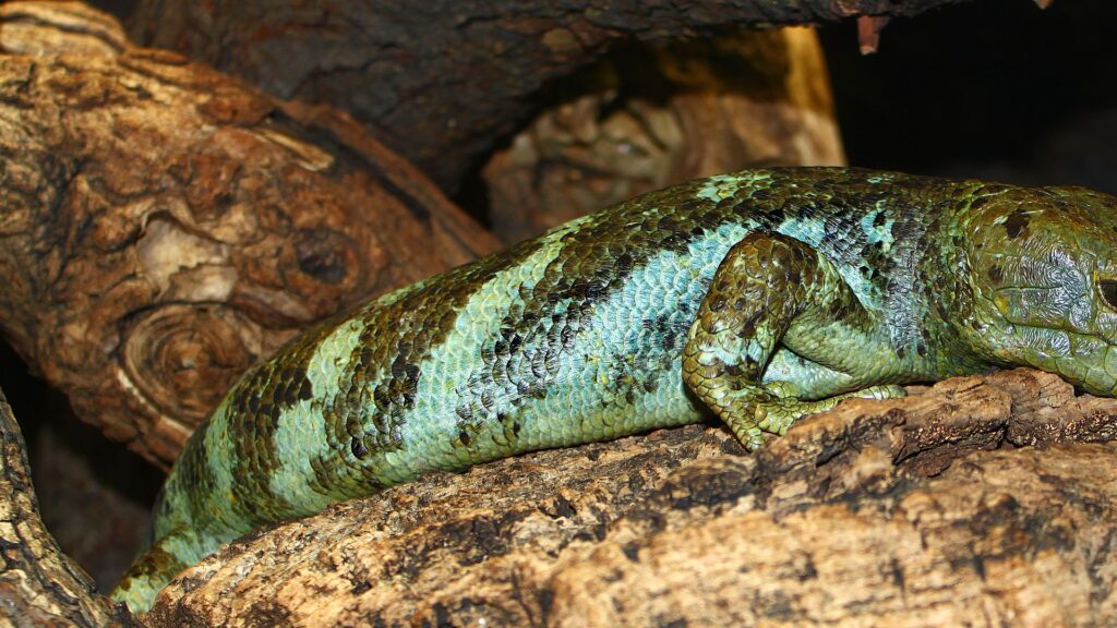 Solomon Island Skink perched on a log.