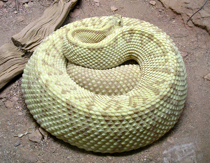 Aruba Island Rattlesnake (Crotalus unicolor)