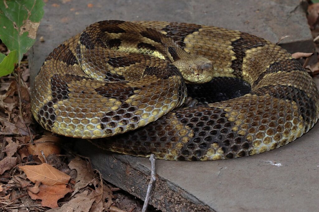Evidence of Individual Recognition in Snakes