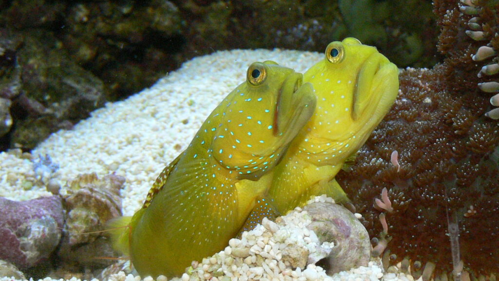 Two bright yellow Yellow Watchman Gobies with small blue spots peering out from the sandy substrate of an aquarium.