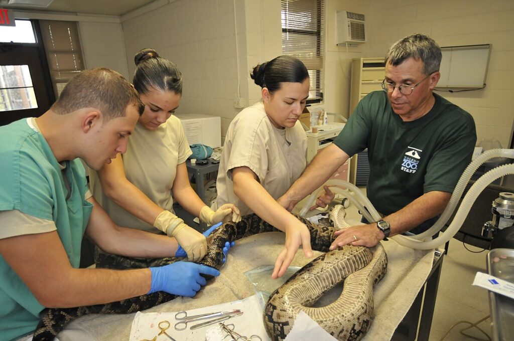 Finding Veterinary Care and Emergency Services
