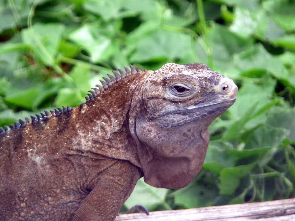 Jamaican Iguana