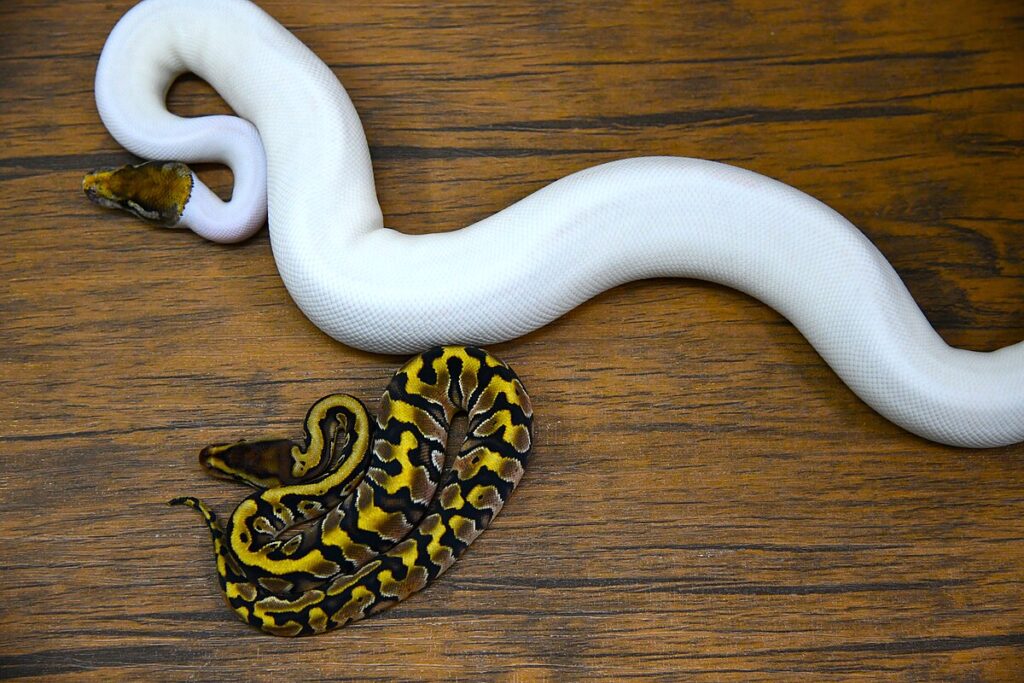 The Rise of Morph Breeding