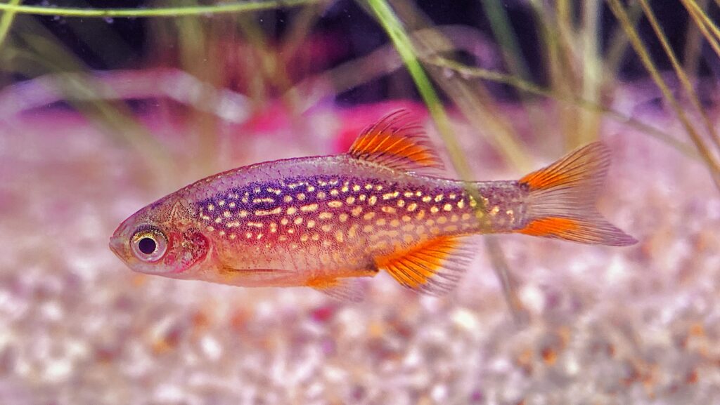 Rare celestial pearl danio fish swimming in water.
