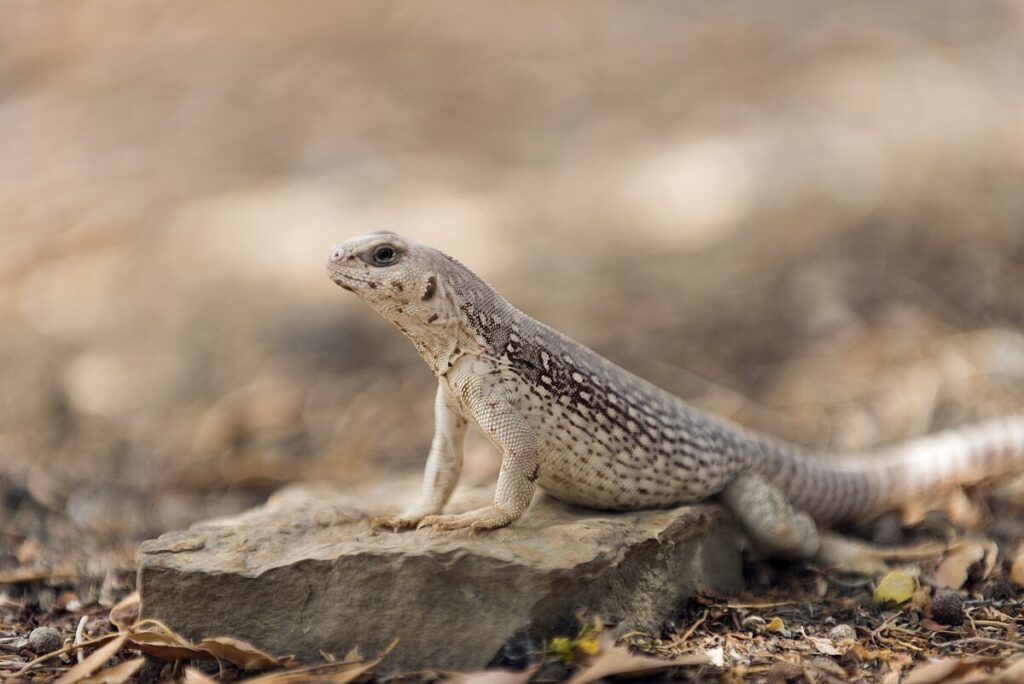 The Iguana Family: More Diverse Than You Might Think