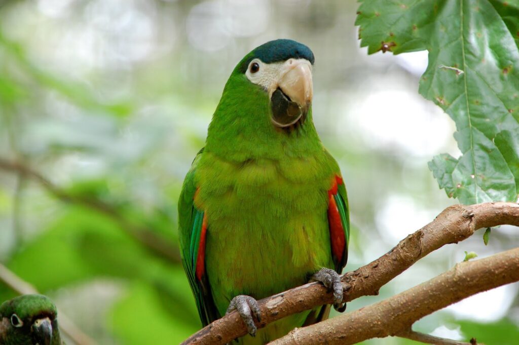 Hahn’s Macaw perched on a branch
