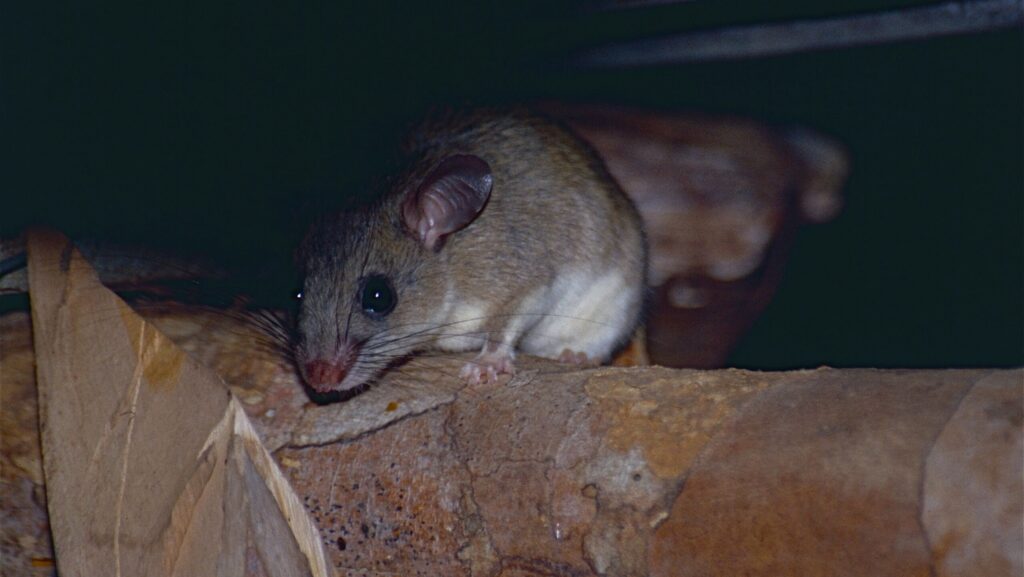 A small, furry, gray and white dormouse with large ears sitting on wood.