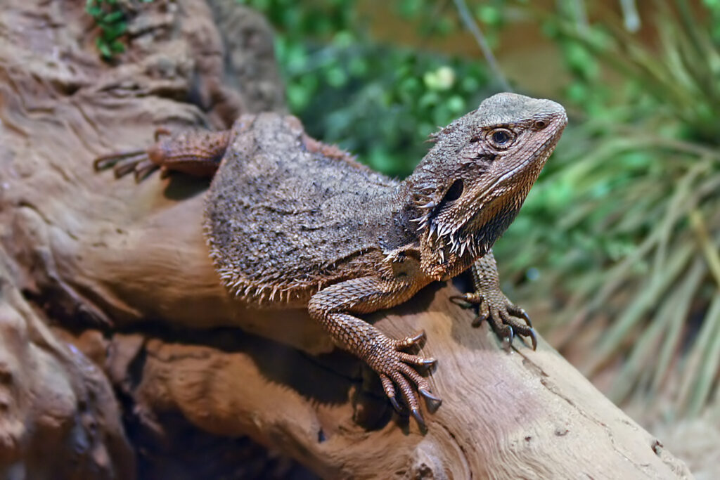 A bearded dragon in it's enclosure resting on a log