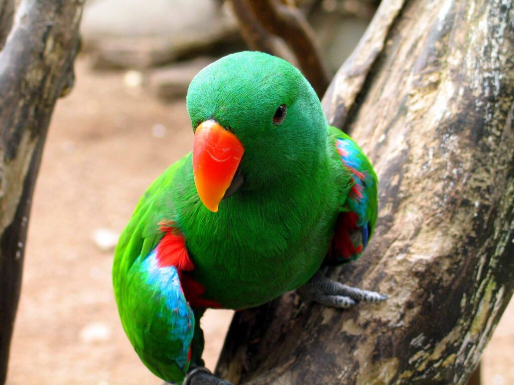 A green red and blue Eclectus Parrot on a branch