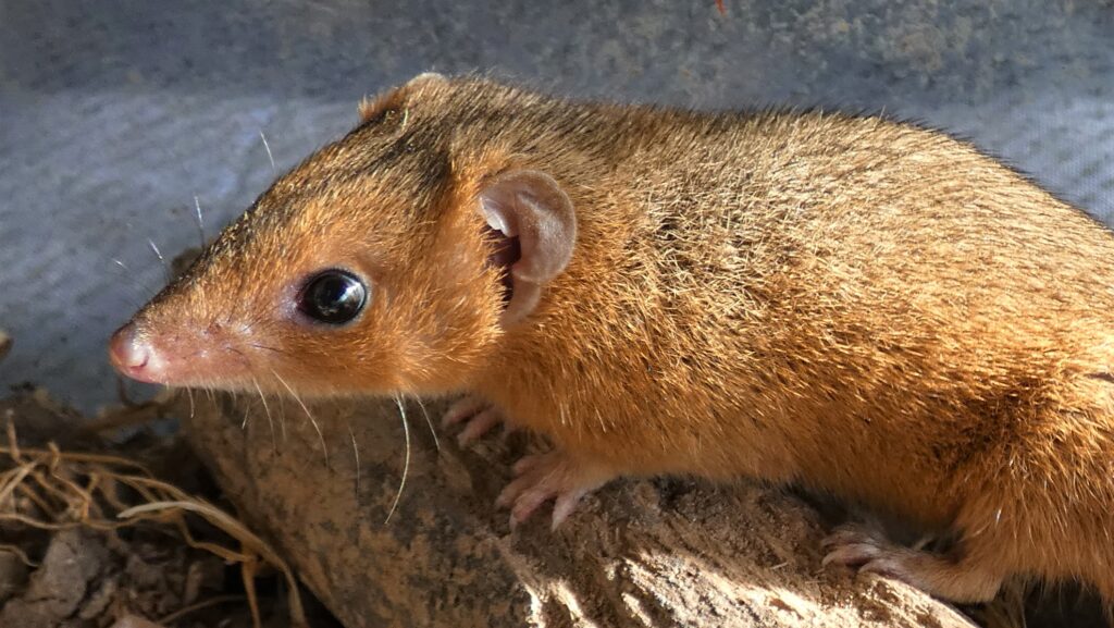 A small, reddish-brown short-tailed opossum with a pointed snout and large eyes.