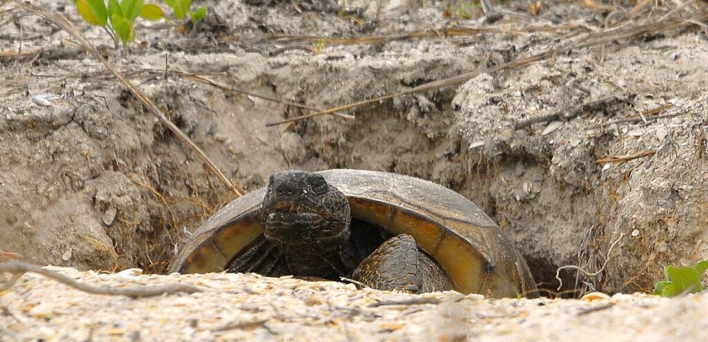 Habitat Engineers: Reptiles That Modify Environments