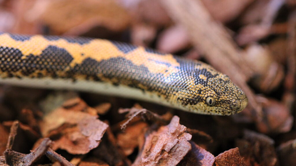A close-up of a Kenyan Sand Boa with black and yellow markings, resting on brown wood chips.