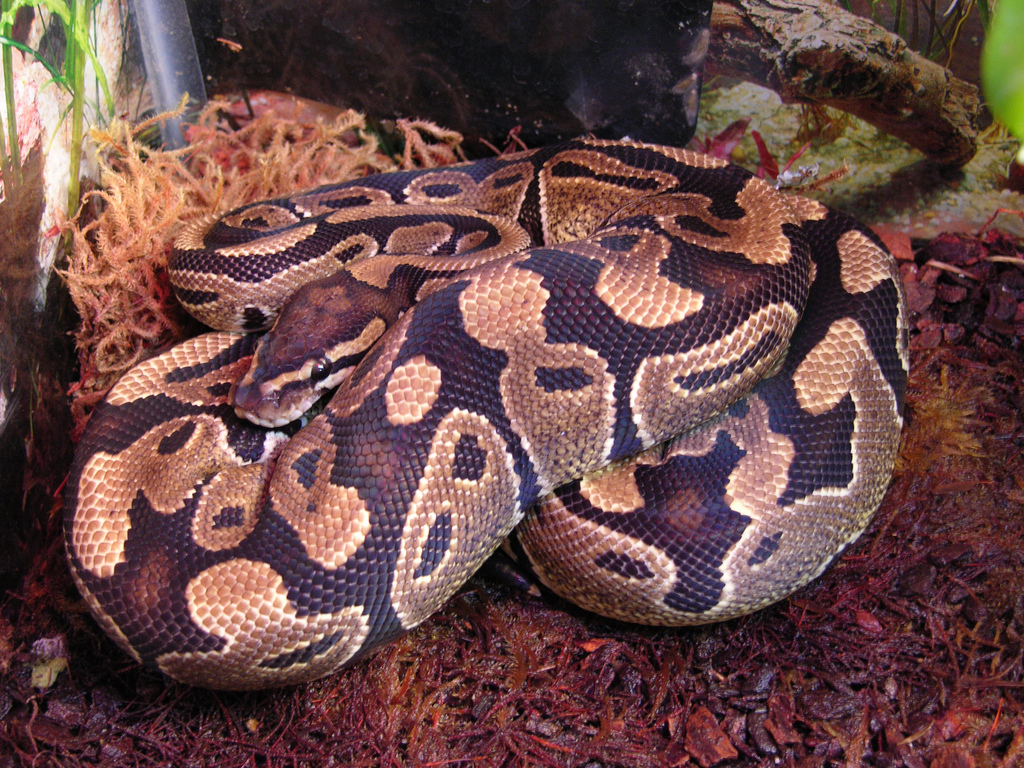 Female Ball python