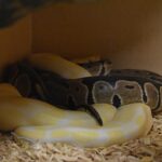 Responsible Breeding Practices