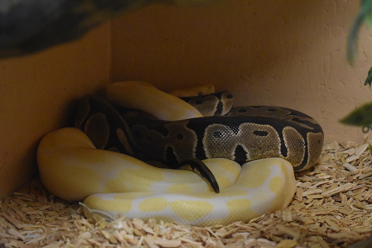 Responsible Breeding Practices