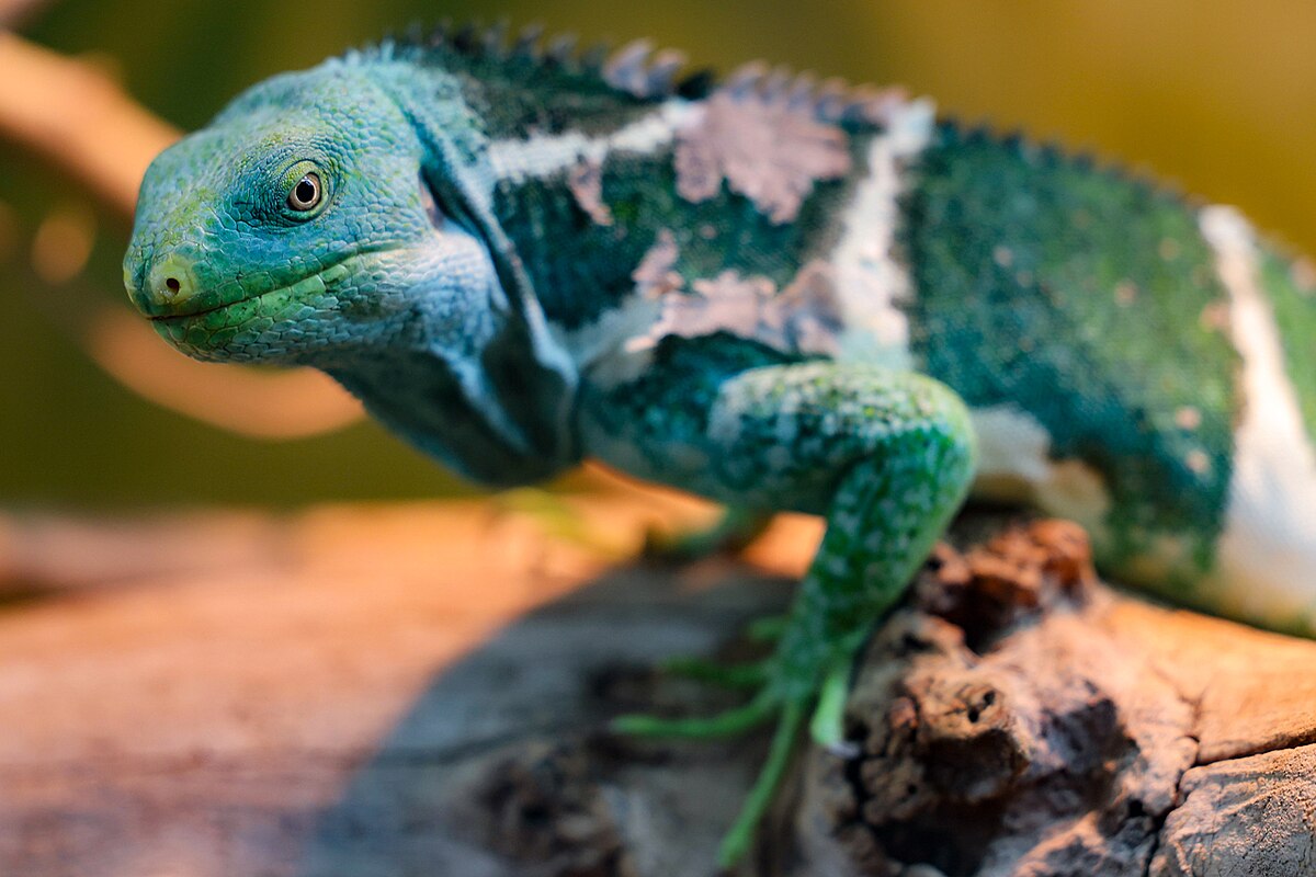 Fiji Crested Iguana (Brachylophus vitiensis)