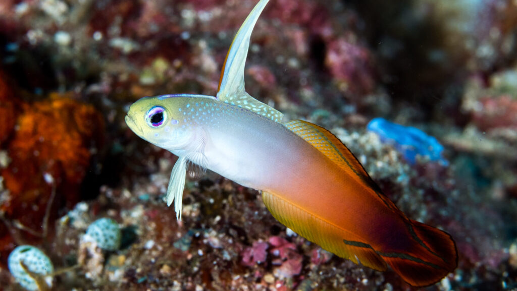 A dartfish showcasing its striking coloration and elongated fins in its natural reef habitat.