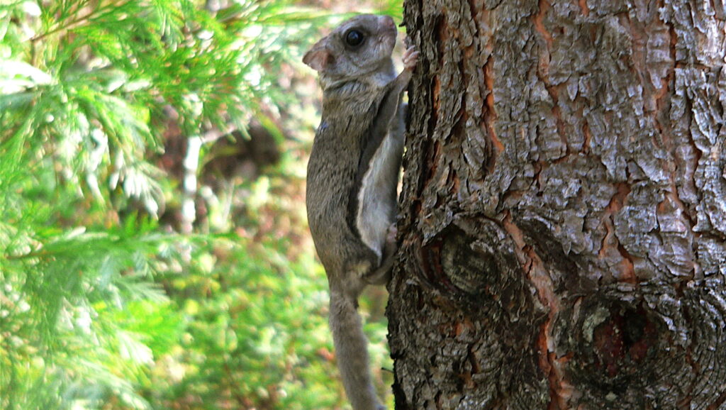 Small flying squirrel with soft gray fur clinging to the rough bark of a tree.