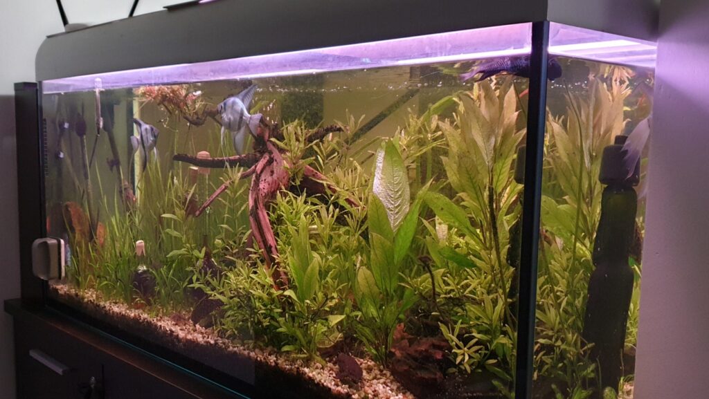 Well-established aquarium featuring fish swimming among lush green plants.