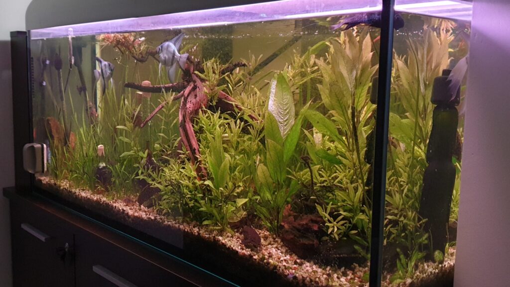 A thriving aquarium showcasing lush green aquatic plants, along with freshwater fish swimming among the decor.