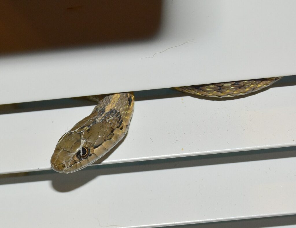 Understanding Your Reptile's Escape Abilities
