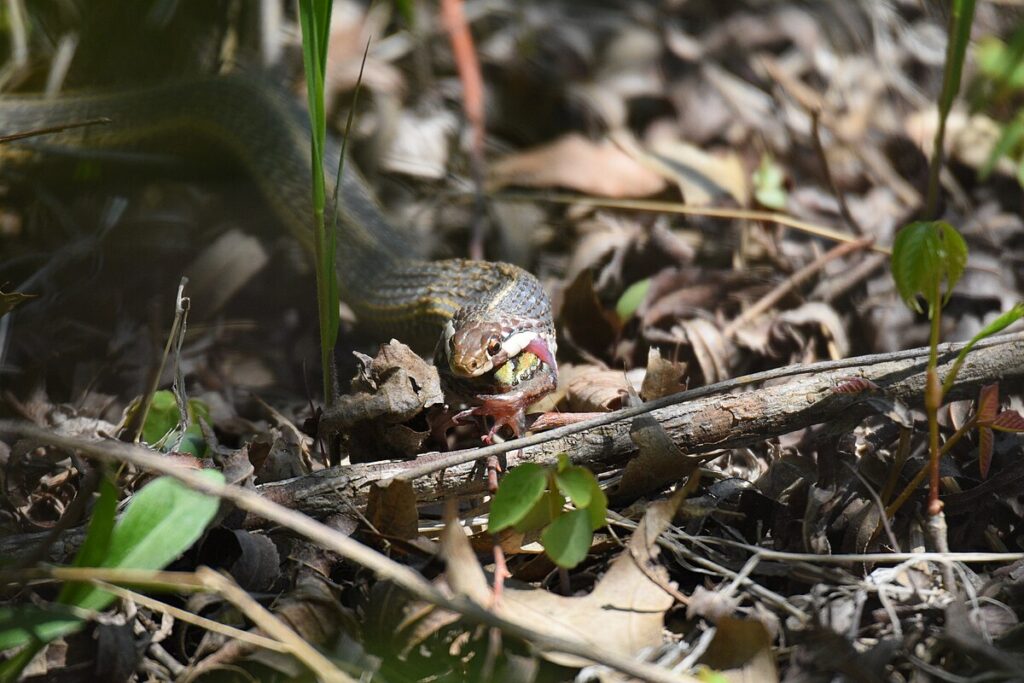 Recognizing the Ecological Value of Reptiles