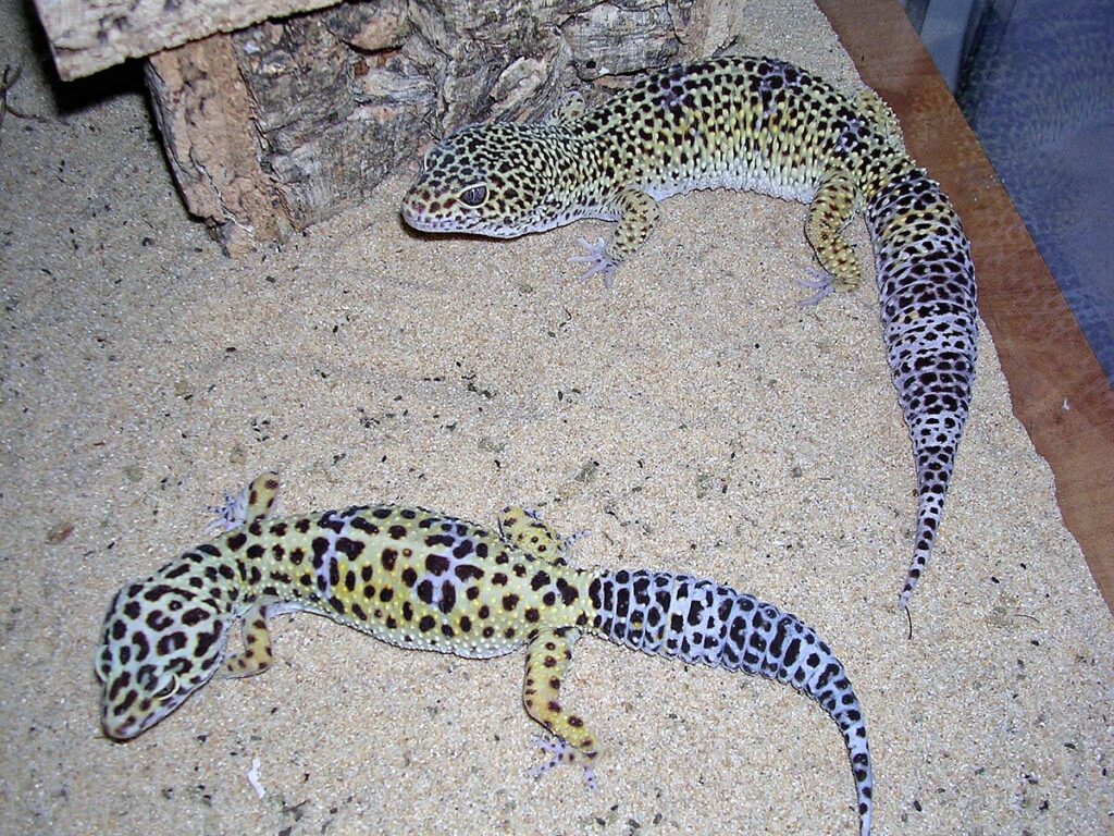 Reptiles That May Benefit From Companionship