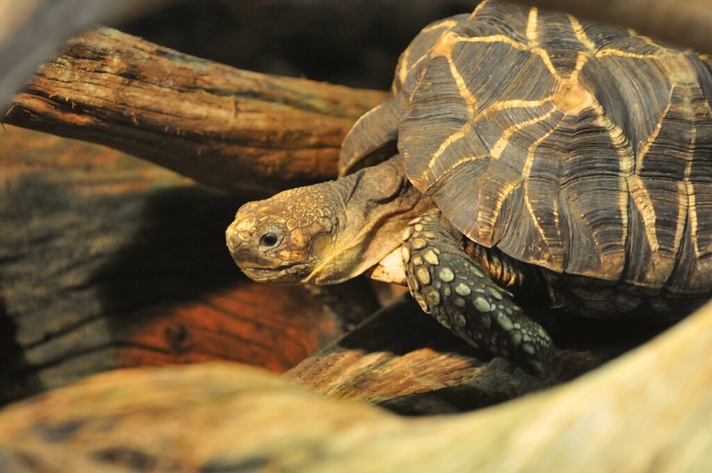 Burmese Starred Tortoise (Geochelone platynota)