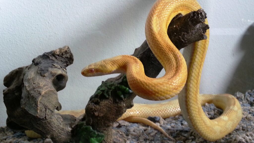 A vibrant yellow snake gracefully coiled around a branch, highlighting its smooth, bright scales against the textured wood and substrate.