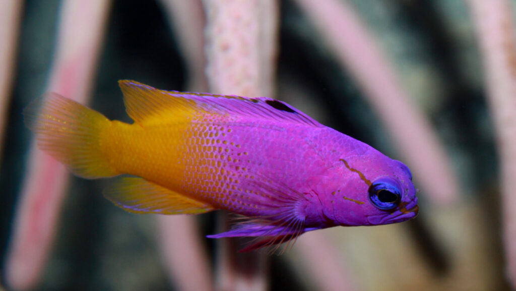 A small fish with a vibrant purple front and a yellow-orange tail, swimming near pink coral.